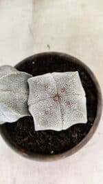 ASTROPHYTUM MYRIOSTIGMA Onzuka "Bicéfalo"  Nº 1081 – vaso 15 - Imagem 9