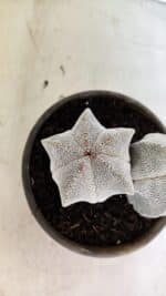 ASTROPHYTUM MYRIOSTIGMA Onzuka "Bicéfalo"  Nº 1081 – vaso 15 - Imagem 8