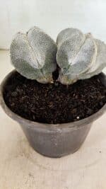 ASTROPHYTUM MYRIOSTIGMA Onzuka "Bicéfalo"  Nº 1081 – vaso 15 - Imagem 7