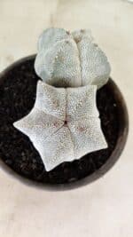 ASTROPHYTUM MYRIOSTIGMA Onzuka "Bicéfalo"  Nº 1081 – vaso 15 - Imagem 5