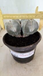 ASTROPHYTUM MYRIOSTIGMA Onzuka "Bicéfalo"  Nº 1081 – vaso 15 - Imagem 4