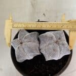 ASTROPHYTUM MYRIOSTIGMA Onzuka "Bicéfalo"  Nº 1081 – vaso 15