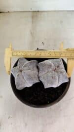 ASTROPHYTUM MYRIOSTIGMA Onzuka "Bicéfalo"  Nº 1081 – vaso 15