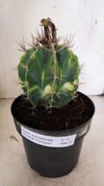 MATRIZ ASTROPHYTUM ORNATUM "Variegata" Nº 10 – vaso 17 - Imagem 2