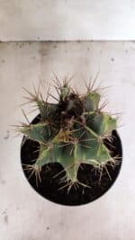 MATRIZ ASTROPHYTUM ORNATUM "Variegata" Nº 10 – vaso 17 - Imagem 3