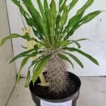 Pachypodium Lamerei "Palmeira de Madagascar" - Nº 50