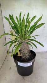 Pachypodium Lamerei "Palmeira de Madagascar" - Nº 50