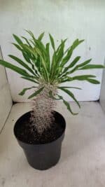 Pachypodium Lamerei "Palmeira de Madagascar" - Nº 50 - Imagem 6