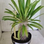 Pachypodium Lamerei "Palmeira de Madagascar" - Nº 51