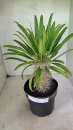 Pachypodium Lamerei "Palmeira de Madagascar" - Nº 51 - Imagem 7