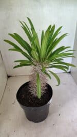 Pachypodium Lamerei "Palmeira de Madagascar" - Nº 51 - Imagem 6