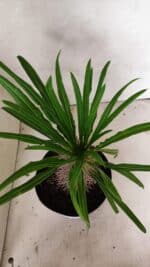 Pachypodium Lamerei "Palmeira de Madagascar" - Nº 52 - Imagem 3