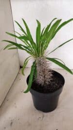 Pachypodium Lamerei "Palmeira de Madagascar" - Nº 52 - Imagem 4