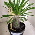 Pachypodium Lamerei "Palmeira de Madagascar" - Nº 53