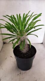 Pachypodium Lamerei "Palmeira de Madagascar" - Nº 53 - Imagem 5