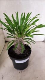 Pachypodium Lamerei "Palmeira de Madagascar" - Nº 53 - Imagem 3