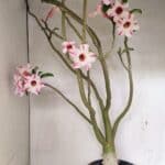 Planta Simples 3311 – 60cm – 04 anos