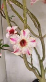 Planta Simples 3311 – 60cm – 04 anos - Imagem 5