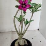 Planta Simples 3312 – 35cm – 03 anos