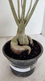 Planta Simples 3312 – 35cm – 03 anos - Imagem 8