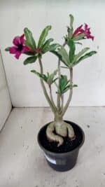 Planta Simples 3312 – 35cm – 03 anos - Imagem 7