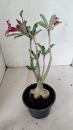 Planta Simples 3312 – 35cm – 03 anos - Imagem 6