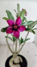 Planta Simples 3312 – 35cm – 03 anos - Imagem 3