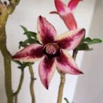 Planta Simples 3313 – 35cm – 03 anos