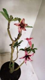 Planta Simples 3313 – 35cm – 03 anos - Imagem 4