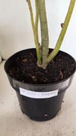 Planta Simples 3313 – 35cm – 03 anos - Imagem 8