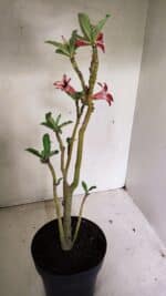 Planta Simples 3313 – 35cm – 03 anos - Imagem 7