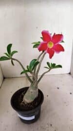 Planta Simples 3314 – 30cm – 03 anos - Imagem 2