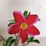 Planta Simples 3314 – 30cm – 03 anos