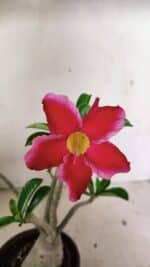 Planta Simples 3314 – 30cm – 03 anos