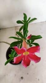 Planta Simples 3314 – 30cm – 03 anos - Imagem 4