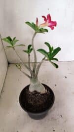 Planta Simples 3314 – 30cm – 03 anos - Imagem 6