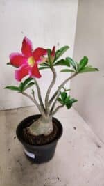 Planta Simples 3314 – 30cm – 03 anos - Imagem 5