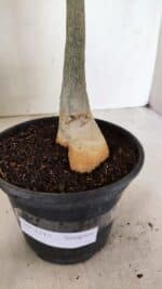 Planta Simples 3315 – 35cm – 03 anos - Imagem 9