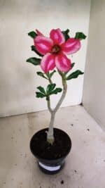 Planta Simples 3316 – 30cm – 02 anos - Imagem 2