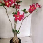 Planta Simples 3317 – 40cm – 03 anos