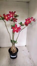 Planta Simples 3317 – 40cm – 03 anos