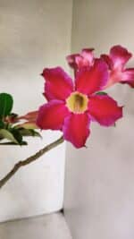 Planta Simples 3317 – 40cm – 03 anos - Imagem 3