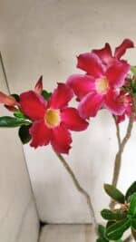 Planta Simples 3317 – 40cm – 03 anos - Imagem 4