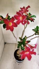 Planta Simples 3317 – 40cm – 03 anos - Imagem 5
