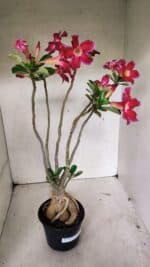 Planta Simples 3317 – 40cm – 03 anos - Imagem 6