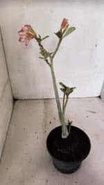 Planta Simples 3318 – 30cm – 02 anos - Imagem 5