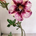 Planta Simples 3318 – 30cm – 02 anos