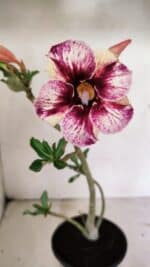 Planta Simples 3318 – 30cm – 02 anos