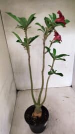 Planta Simples 3319 – 35cm – 03 anos - Imagem 5