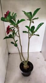 Planta Simples 3319 – 35cm – 03 anos - Imagem 4